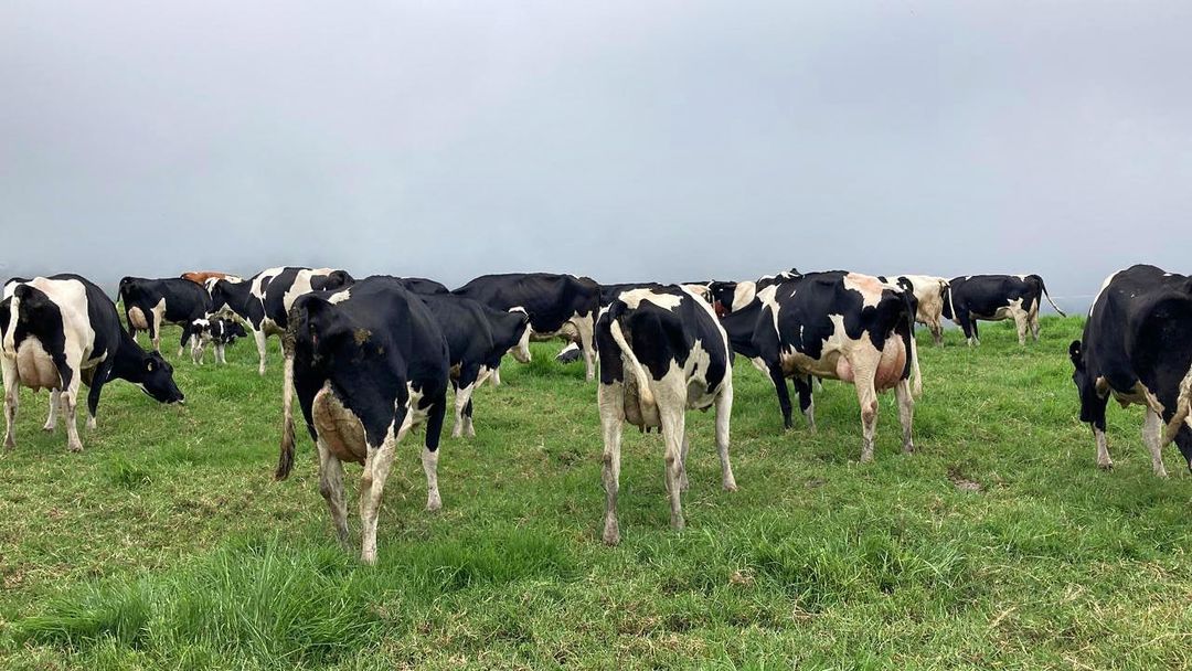 Holstein ,Milking cows, bred, replacement  heifers and calves